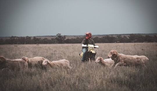 Chris Turnbull mustering sheep on Lansdowne Station near Tambo. Picture Captured by Cowgirl. 