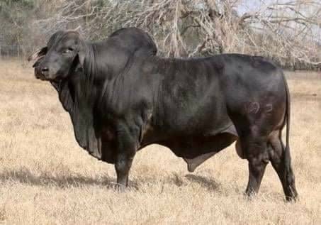 black brahman cattle
