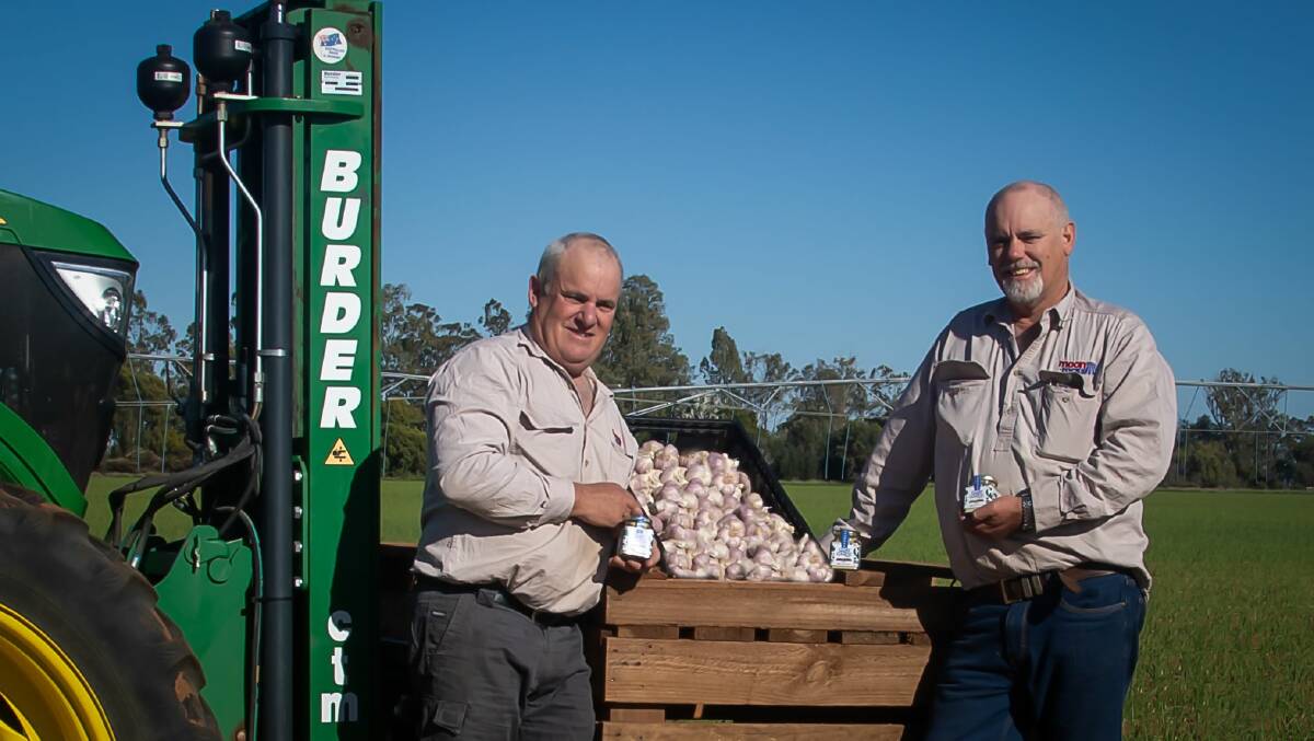 Brothers, Andrew and David Moon have been growing garlic commercially for close to 20 years, currently supplying approximately 40 per cent of the Australian garlic market. Picture supplied. 