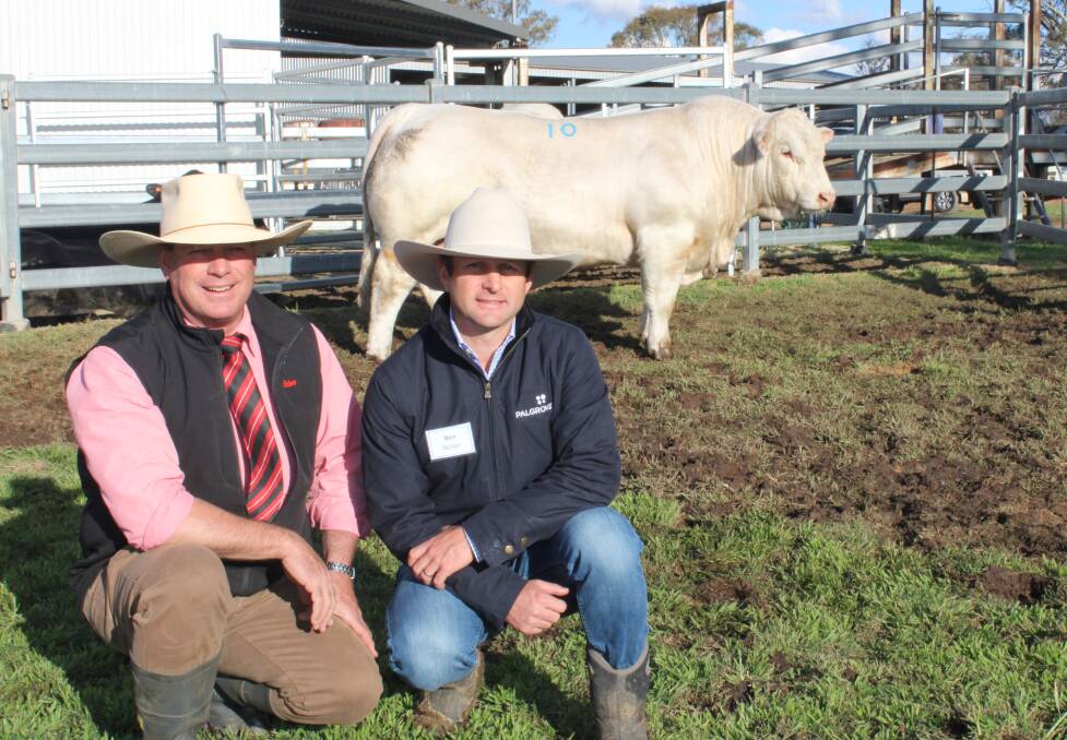 Elder's auctioneer Michael Smith with Ben Noller of Palgrove and the sale topper at $115,000, Palgrove Ringo (P), bought by Len and Sue Bode, Percol Plains, McKinlay. Pictures: Helen Walker 
