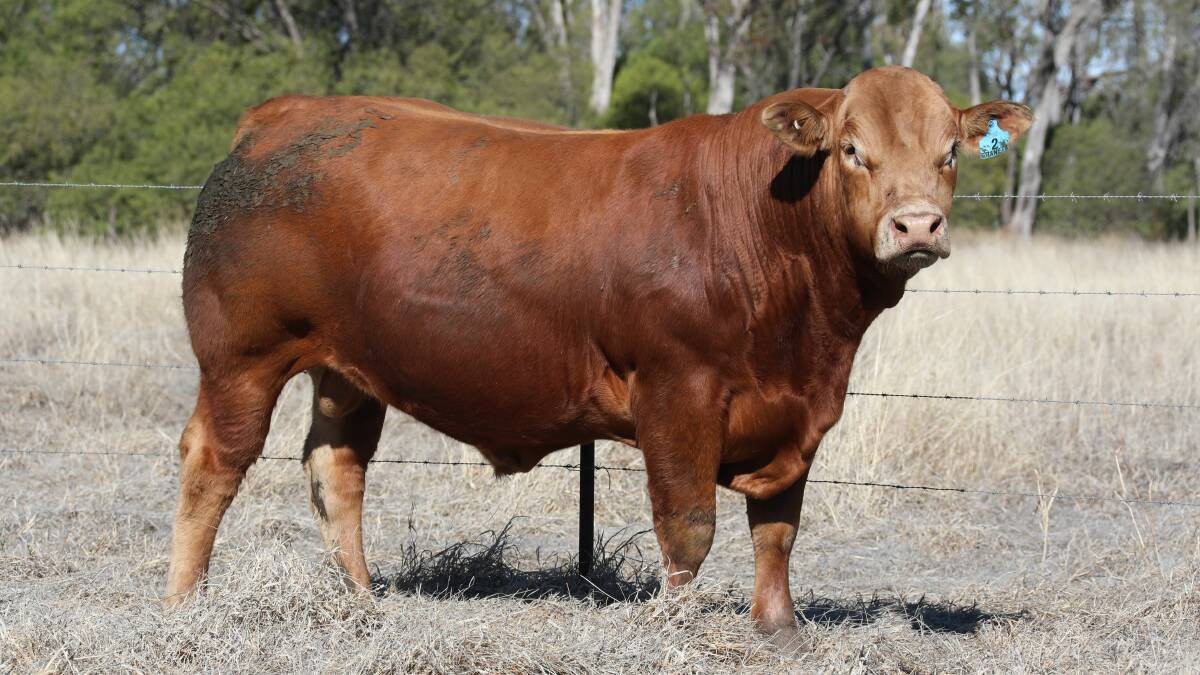 Leading the Limousin section and selling for the top price was Graneta Puma, a 28 month old son of Mandayen Vision L51 from Graneta Secret M3 who was bought by central Queensland commercial cattleman, Laurence Hack.