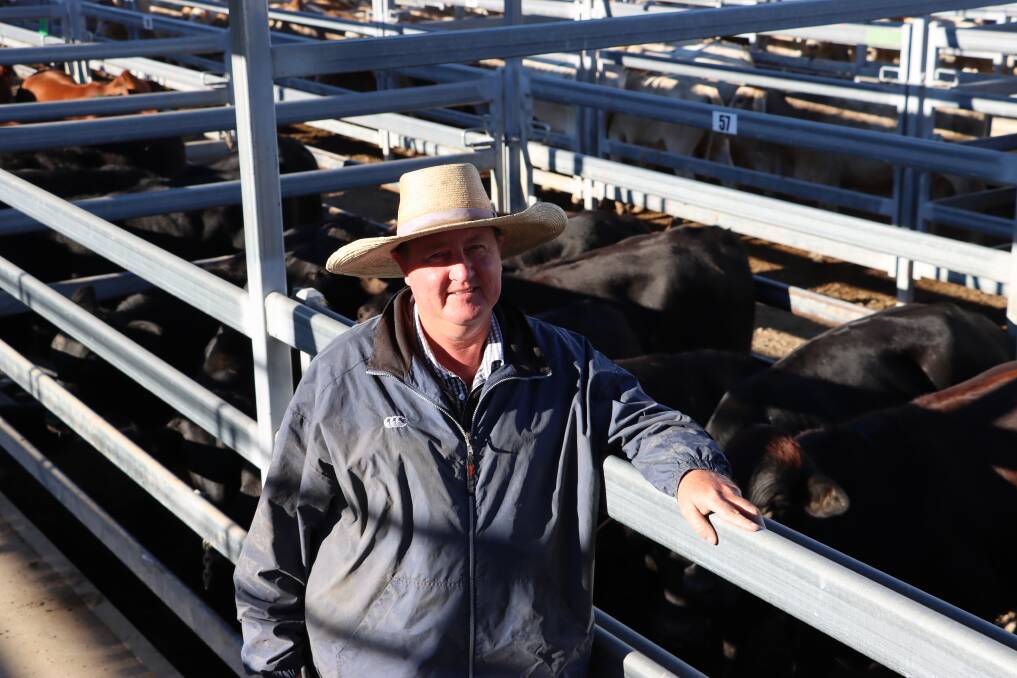 Burnett Livestock & Realty's Paul Hastings with a line of Brangus steers on account of RB & PE Sellers, Gin Gin. The line of steers made 326c/kg or $1270.70/head. Picture supplied. 