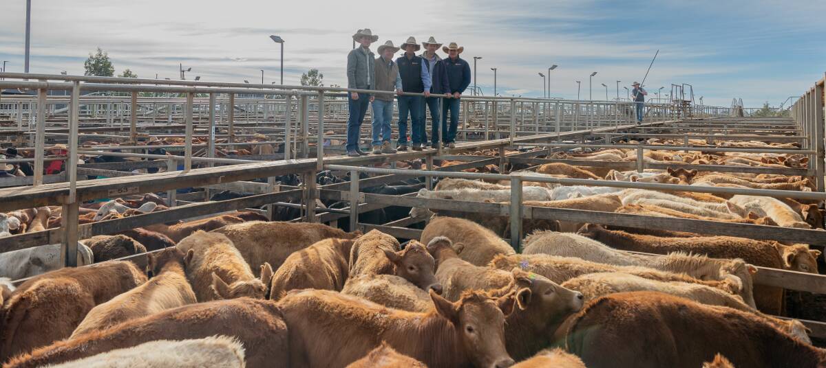 James Murray, Ray Schmidt, Watkins and Co livestock agent Charlie Gleeson, Stuart Murray and Watkins and Co director Brad Neven. Picture Roma Saleyards.
