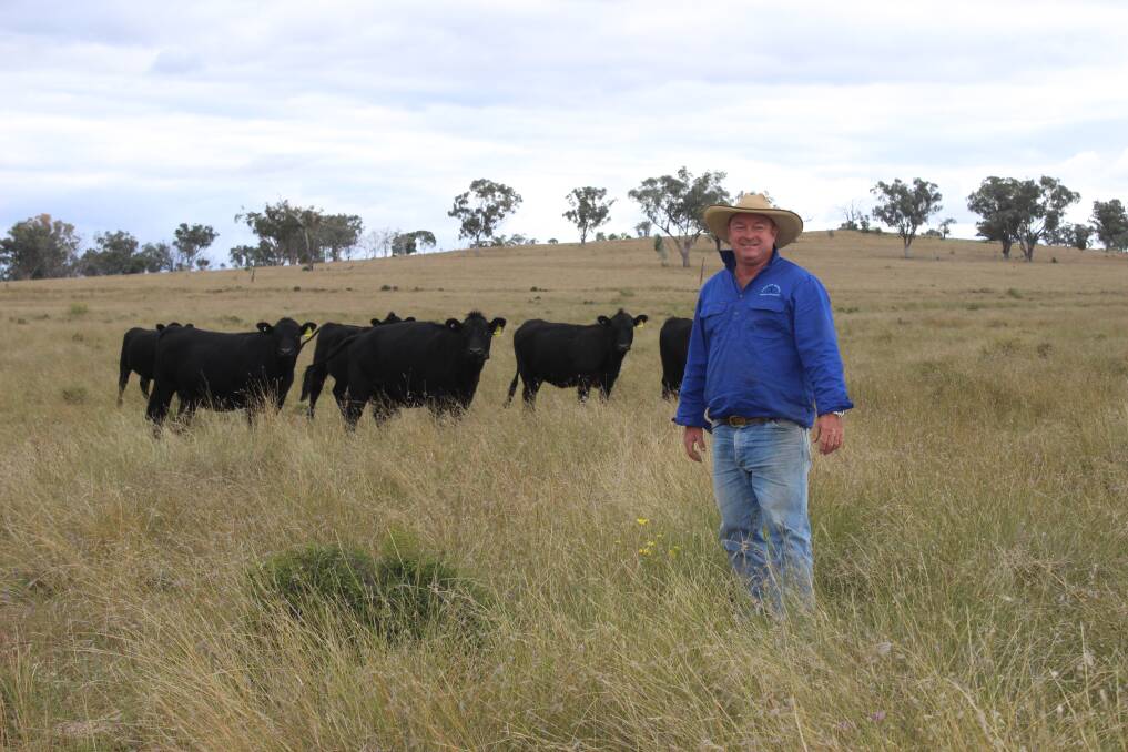 Wagyu country: Andrew Gray, Orana, Texas with a line of F1 Wagyu breeders in calf to Waygu bulls. The Gray family run 1000 Waygu breeders in the Traprock district. Picture: Helen Walker.