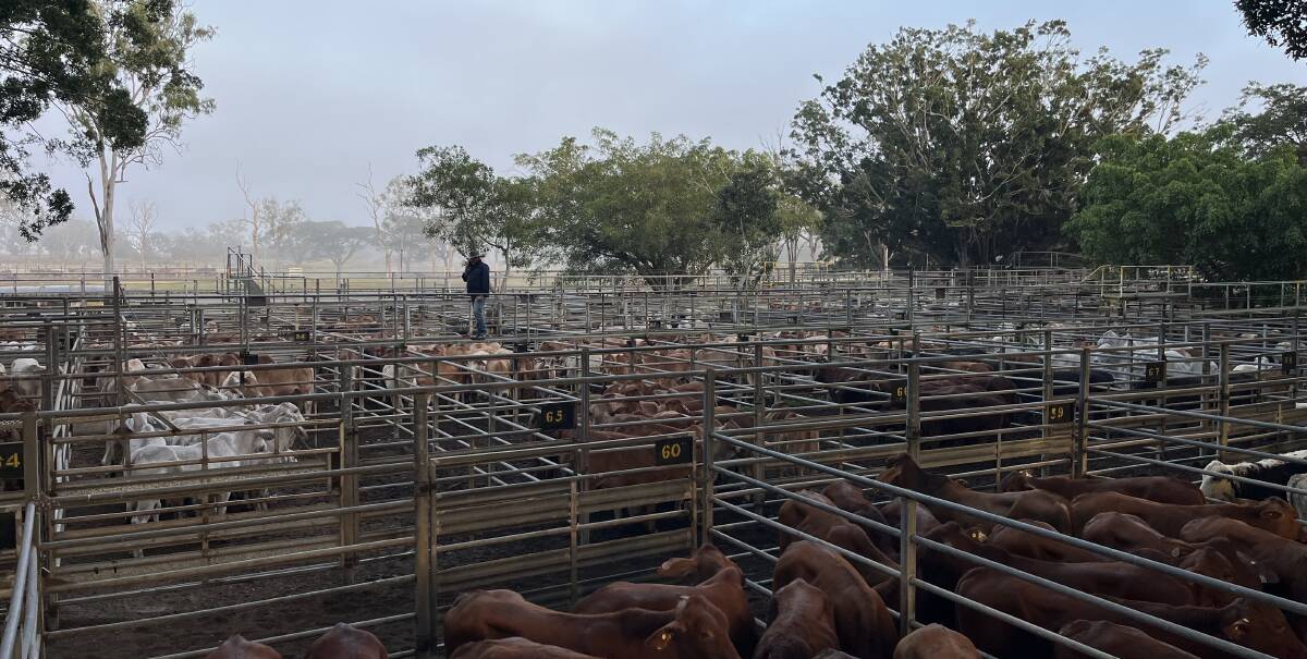 The Mareeba Combined Agents yarded a total of 2957 head of cattle in a special store sale last Friday. Picture supplied. 