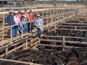 Richard and Julie Pye with sons Josh and Johnny Pye, Sue Shelswell, Duncan Pye, Sophia McQueen and Jack Hannah, GDL, Miles. Picture Roma Saleyards.
