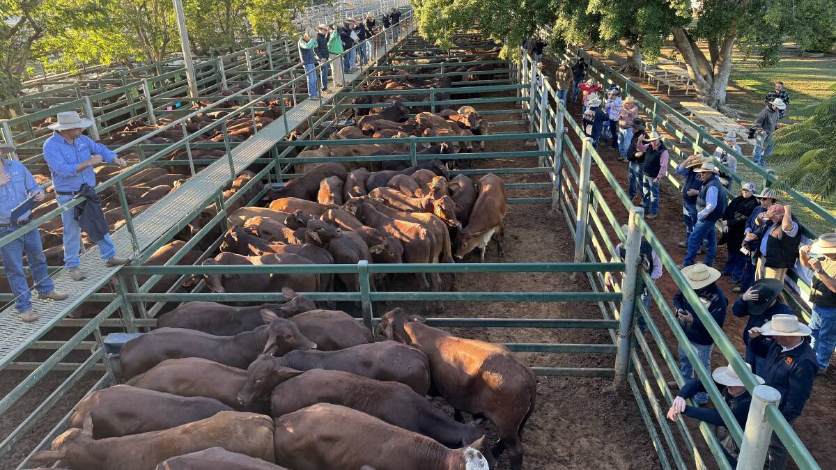 A yarding of 2343 Santa Gertrudis and Santa Gertrudis cross cattle were yarded for the special 2024 Blackall Santa Infused Sale held on Thursday. Picture Liz Allen. 