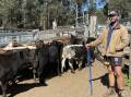 GDL stockman Matt MacDonald with a line of cattle sold at the Crows Nest sale bought by NRM meats. Picture supplied. 