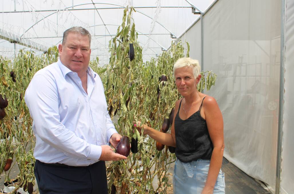 Federal Member for Wright, Scott Buchholz inspects the damaged egg plants grown by Heidi Steffan and her husband in the Lockyer Valley. Picture Helen Walker,