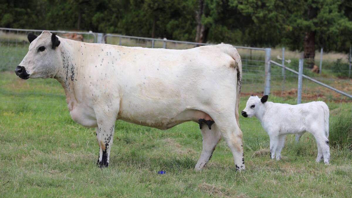 AAA Saab S75, a daughter of AAA Eliezer N28 from AAA Mercedes (P) sold for a top price of $8000 to repeat client Darrel Wearing, Running Creek Speckle Park stud, Beaudesert. Picture supplied.