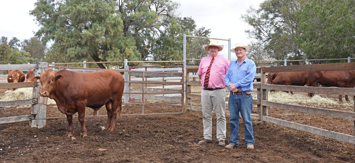 Elders AuctionsPlus northern zone manager Bob Jakins and Swin Hudson, Tremere Pastoral, Moura, with the $11,000 sale topper. 