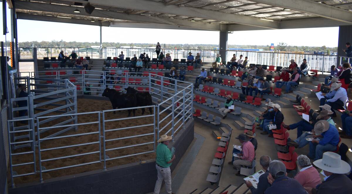 Bulls through the ring and bums on seats at the first sale through the new Roma Saleyards stud stock selling ring. Picture: Nutrien Roma