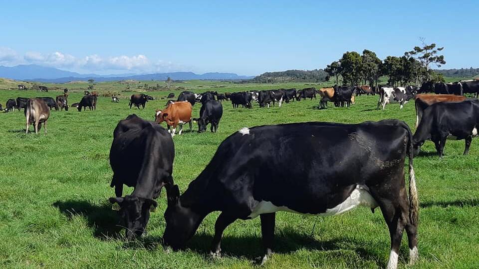 New Zealand's Jack Raharuhi says he loves turning lush pastures into high quality milk.