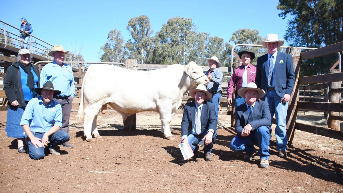 Buyers Jen, Rodney and Lindsay Blanch with handler Troy Nuttridge and owner Graham Blanch, Charnelle Charolais, with Aussie Land & Livestock agents Corey Evans, James Bredhauer and Midge Thompson.