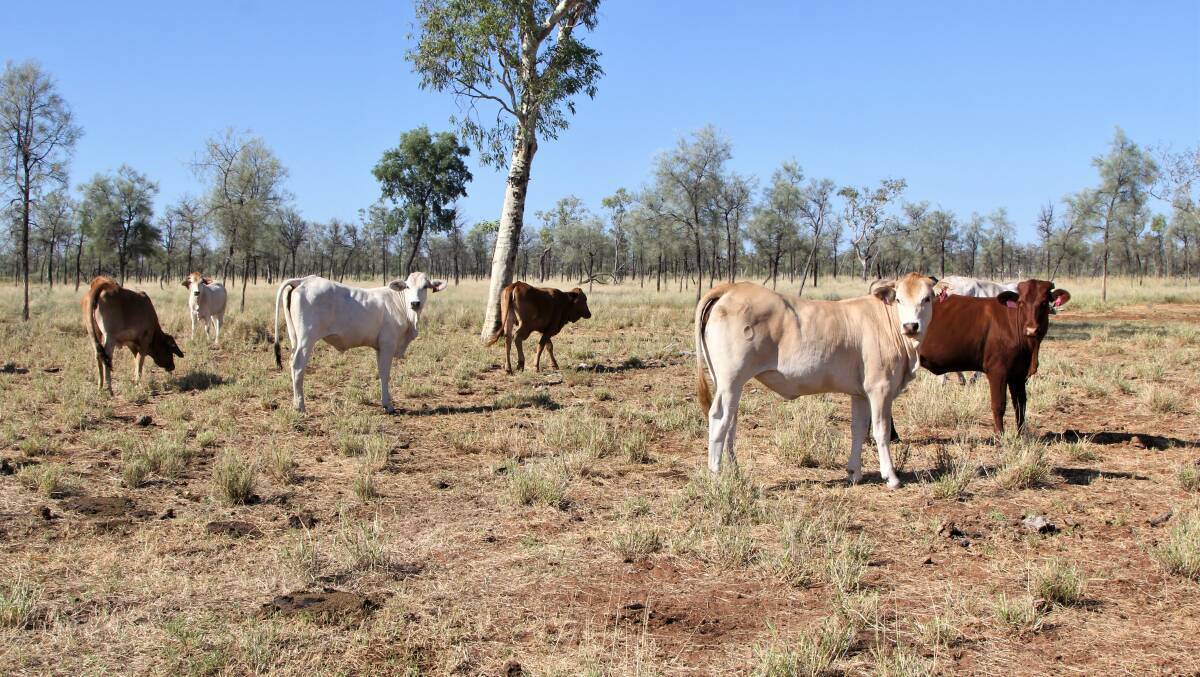 The project is exploring the management of pastures and young replacement heifers in rangelands. Photo: Sally Gall 
