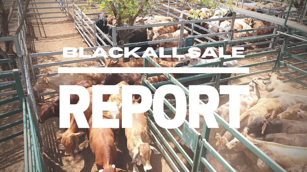 Local cattle dominate Blackall sale