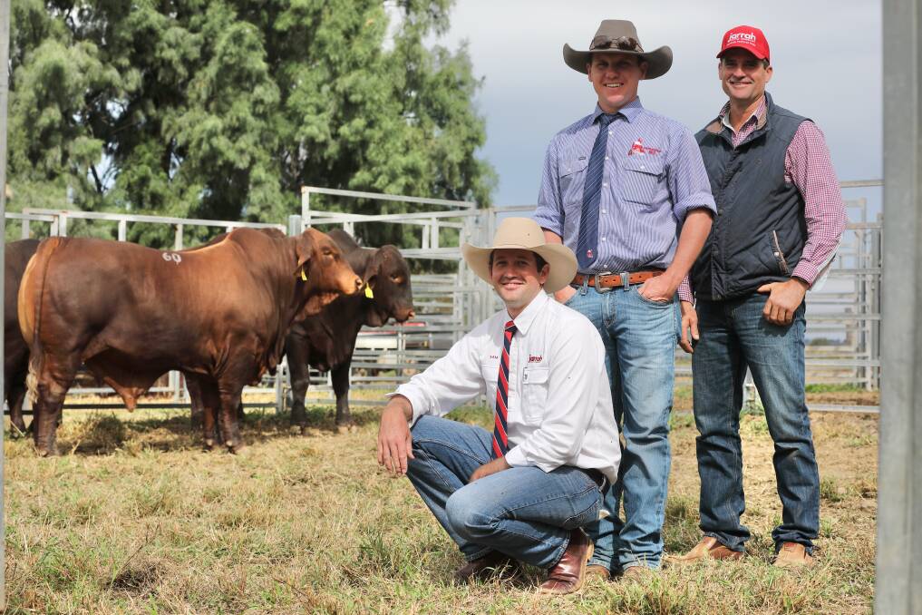 Pictured with a pen of Jarrah Reds after the Jarrah Genetics Sale were Matt Bishop, Hourn and Bishop Qld, Moura, purchaser, Rob Donohoe, Baradoo, Moura and vendor, Sam Becker, Jarrah Genetics, Banana. Picture: Kent Ward 