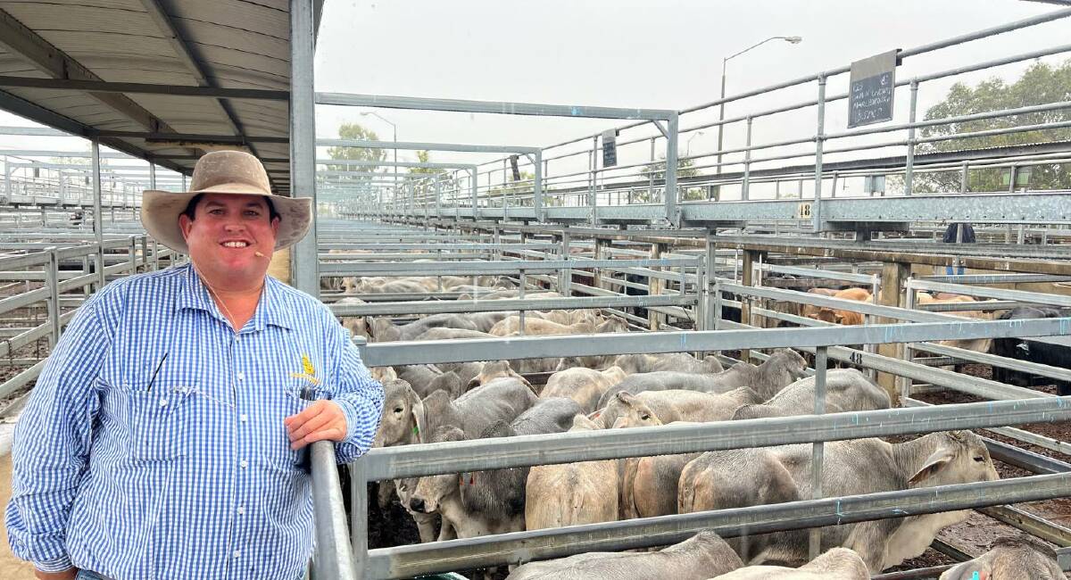 Brian Dawson Auctions sold a run of Brahman steers from the McCartney family, Roselea, Marlborough, for 320c/kg averaging 339c/kg to return $1086/hd. Picture: CQLX