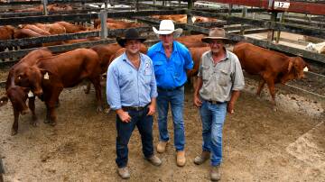 Sullivan Livestock agent Ethan Carter with Riversleigh Pastoral representatives Wayne Barry and Nigel Reinikka with the overall champion pen of weaners at the Gympie sale on Thursday. Picture: Kelly Mason 