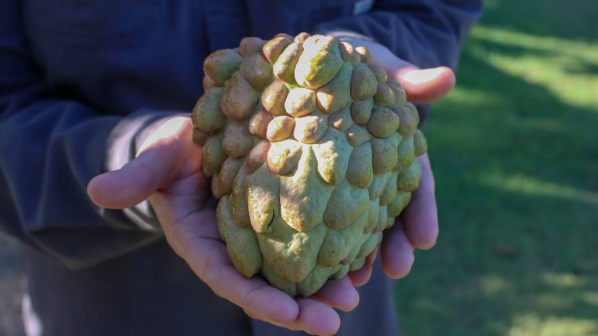 A new variety of custard apple, since named Pink Blush, was discovered by Ms Martin's father-in-law, on a branch of a Pink Mammoth tree.