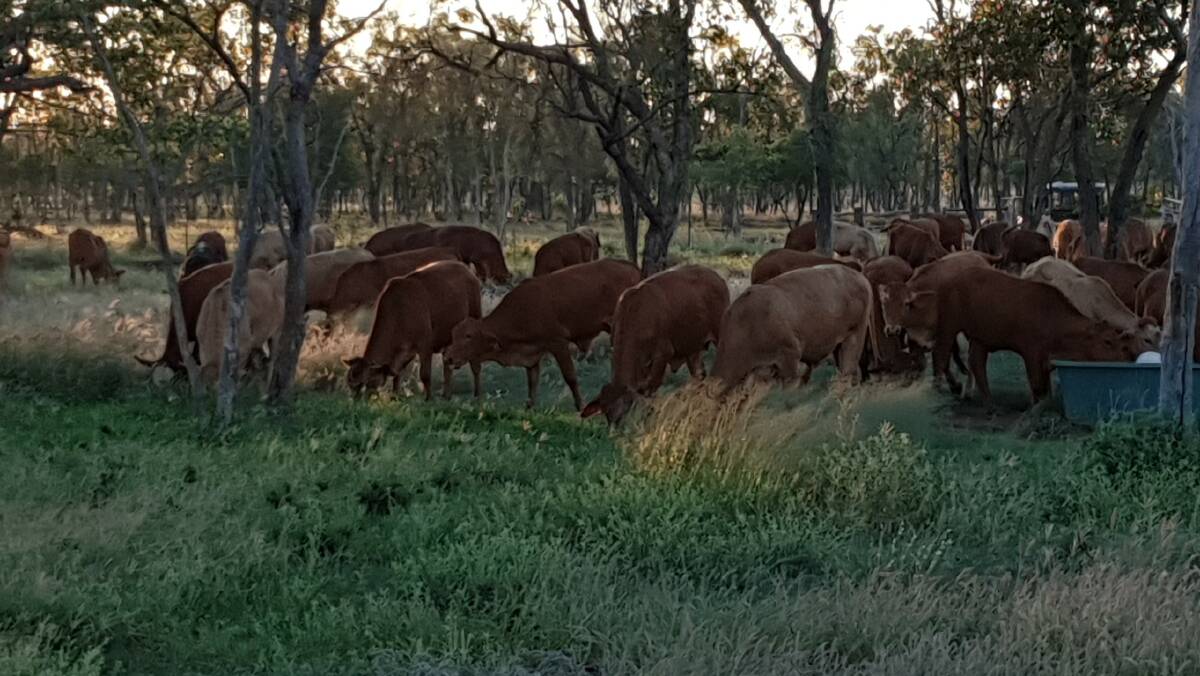 Young heifers feeding into a fresh paddock after weigh-in for the Girl Power Project