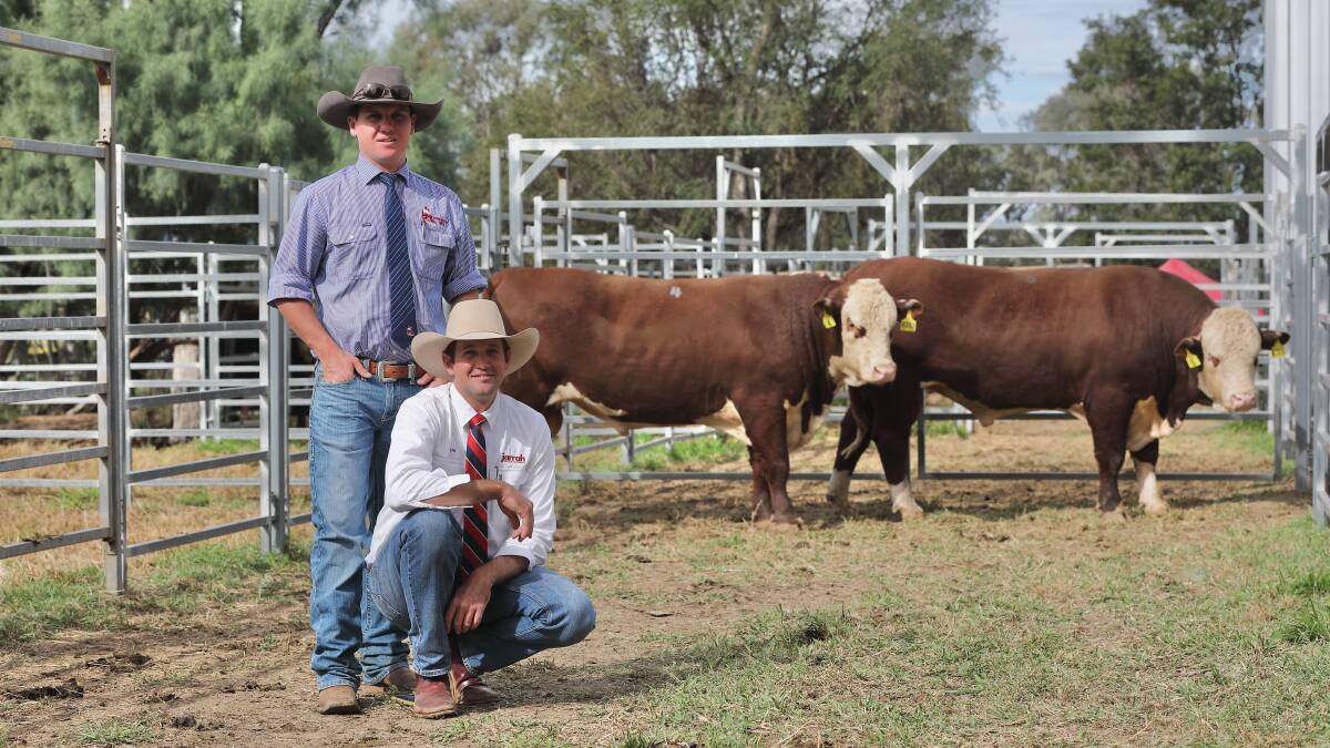 Equal top selling Hereford bull at the Jarrah Genetics Sale, Banana on Monday that sold for $28,000 was Jarrah Fortune R316 (PP) (right) with Matt Bishop, Hourn and Bishop Qld, Moura and vendor, Sam Becker, Jarrah Genetics, Banana. Picture: Kent Ward 
