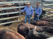 Brian Dawson Auctions sold a pen of Brangus steers for John and Yvonne Galea, Sarina, making 412c/kg averaging 273kg to return $1126 a head. Picture: CQLX