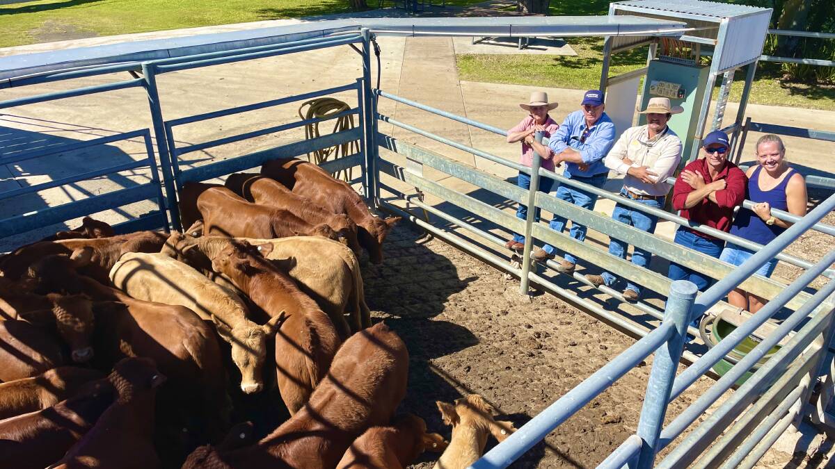 John and Wendy Spelta, Ray White's Brock Palmer and Anthony and Lois Spelta, Emerald, who sold a line of Santa/Simmental cross weaner steers topping the sale at 468.2c/kg, weighing 261kg to return $1224/head. Picture: Ray White 