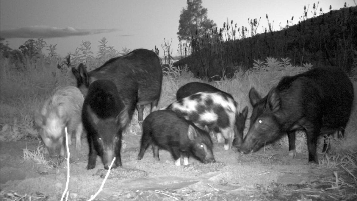 An aerial pig shoot in Condamine will begin on Tuesday June 6. 
