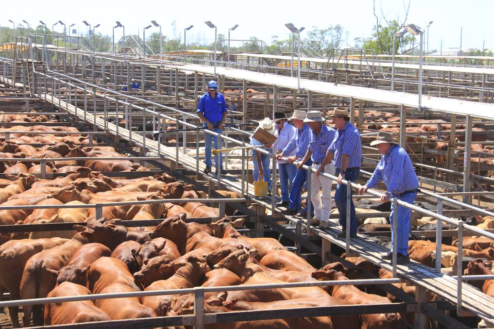 The Roma Saleyards is the biggest selling complex, turning over thousands of cattle each week. 