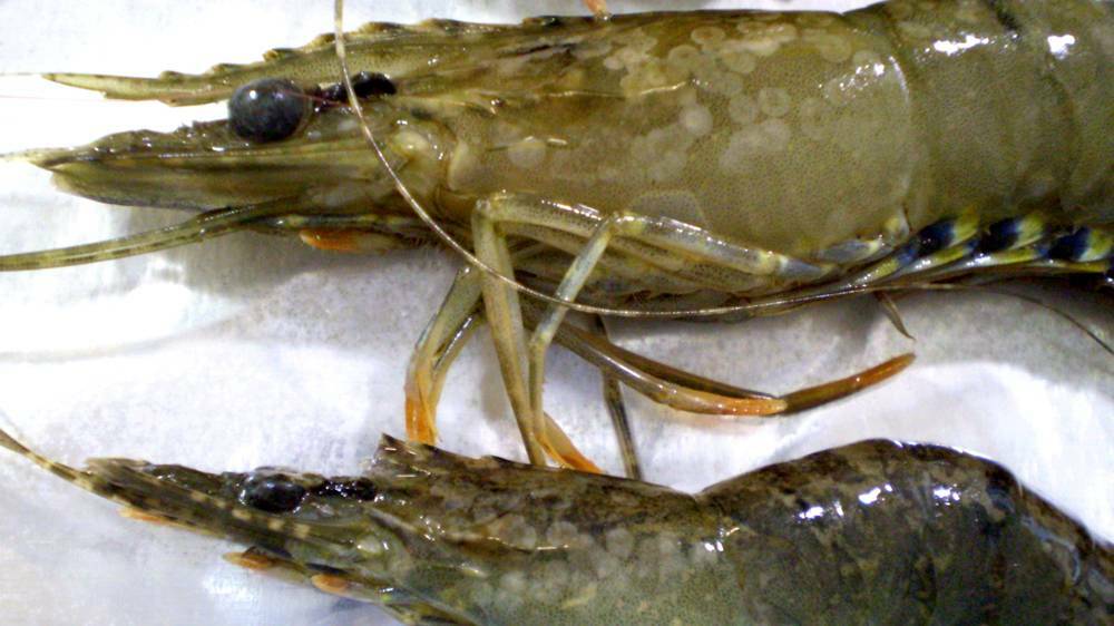 BIOSECURITY BREAKDOWN: White spot disease has again been detected in two South East Queensland prawn farms. 