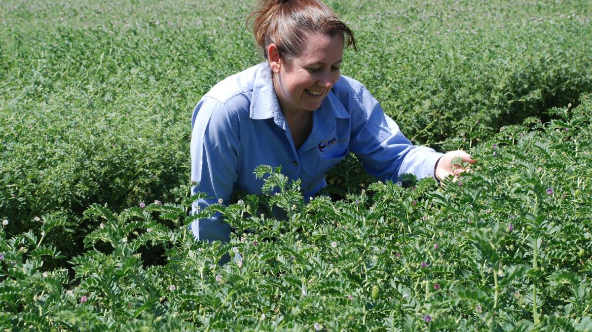 NSW DPI research chemist Dr Jenny Wood is working to minimise the risk of defects in chickpeas.