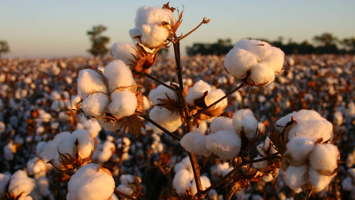 Since 1992, producing a bale of cotton in Australia now requires 48 per cent less water, 34pc less land, and 97pc less insecticides.