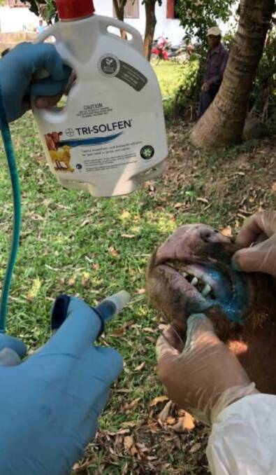 Research shows when Tri-Solfen is applied to FMD lesions, infected animals return to eating and walking normally within just a few days.