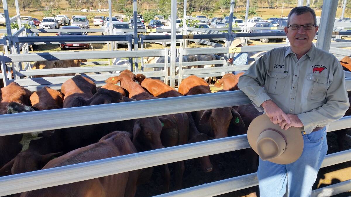 BEAUDESERT: David Kassulke from AJ Bush, Bromelton, sold 12 month old Droughtmaster-cross steers for $1210.