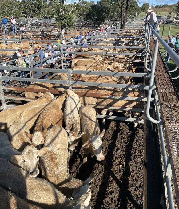 The 5320 calves yarded created strong competition among both local and western buyers.