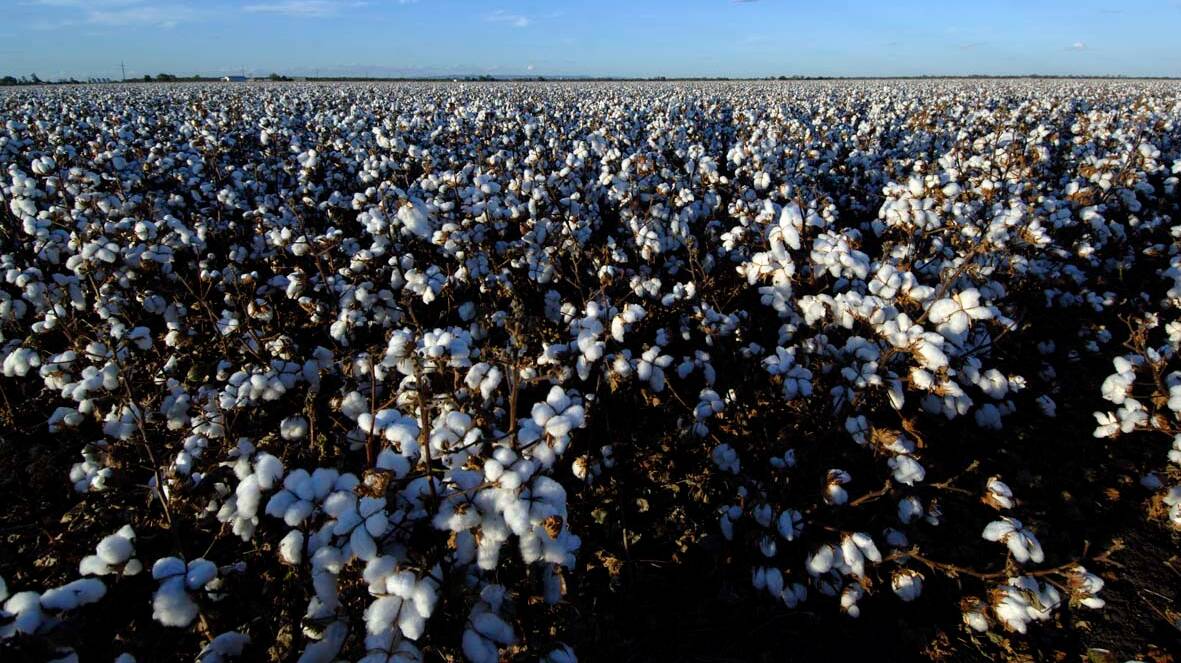 OCTOBER 7: World Cotton Day is being promoted as an opportunity to learn more about the country's cotton industry.