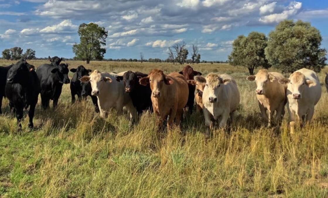 An auction bid of just $20,000 has secured a 764 hectare cattle property. Picture - supplied