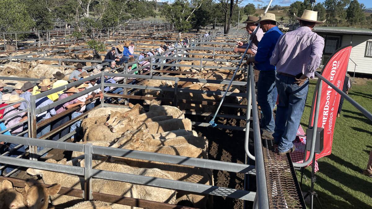 Quality steers top $1370/head at strong Toogoolawah weaner sale | Photos