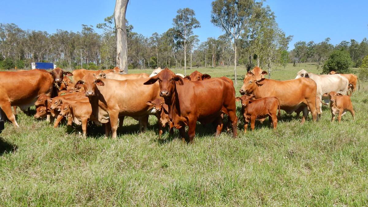 A quality herd of Droughtmaster cattle are included in the sale along with an extensive list of equipment.