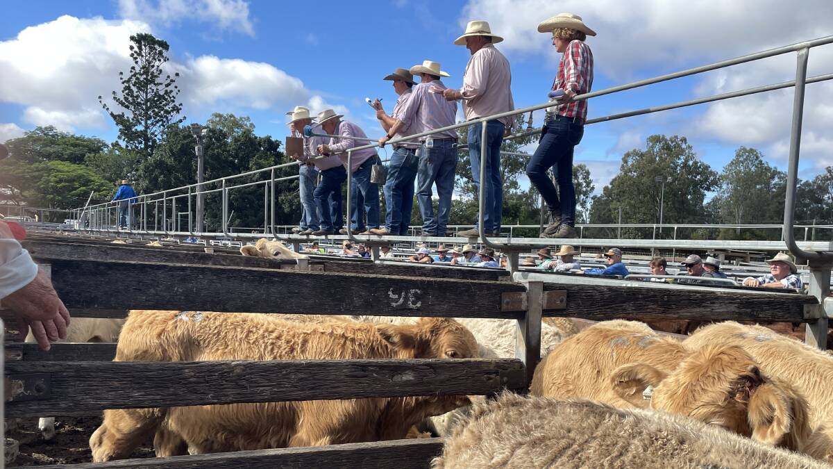 Weaner steers were in strong demand at Shepherdson & Boyd's 25th annual sale at Toogoolawah. 