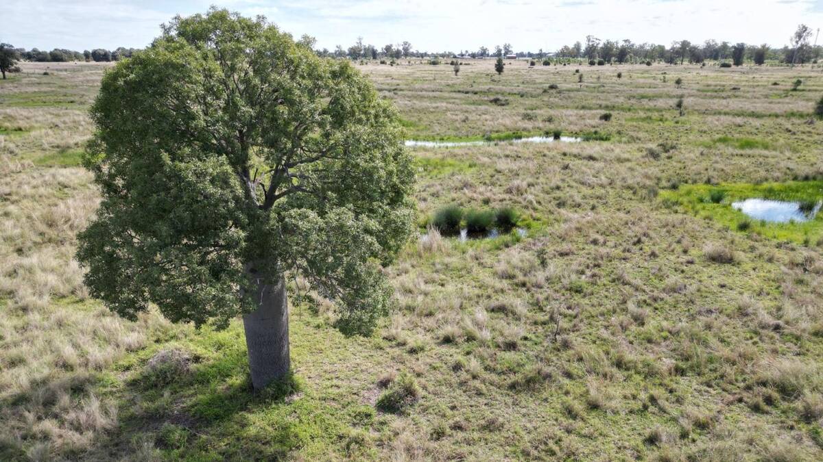 Bottletree is a quality 165 hectare Western Downs property in the highly regarded Red Hill district. Picture supplied