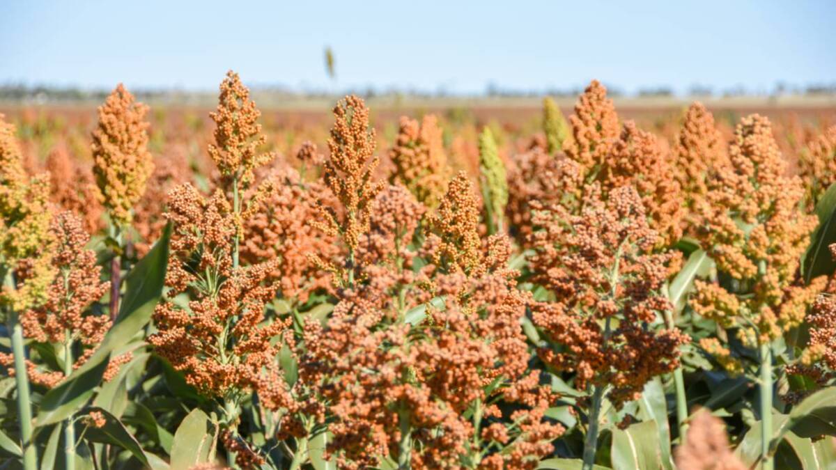 An appeal has been lodged in the High Court in a case involving the alleged contamination of sorghum with seed from the weed shattercane.