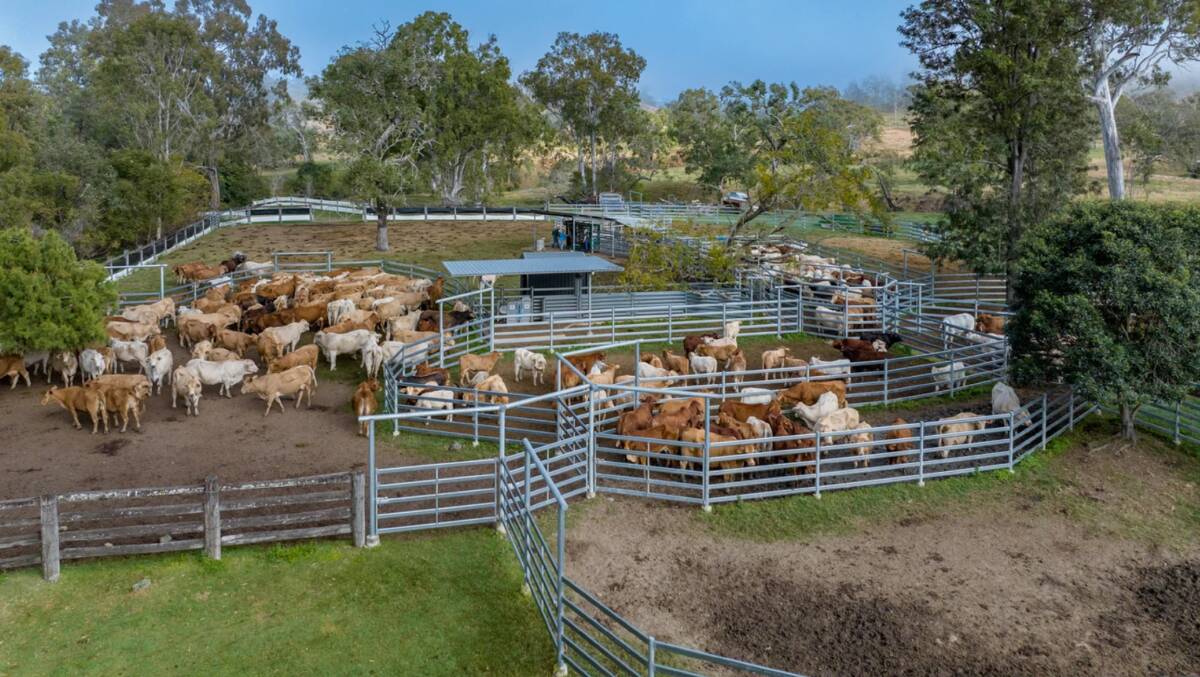The new set of very well designed steel cattle yards are capable of holding up to 500 plus cattle. Picture supplied