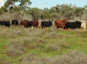 The exclusion fenced 49,810 acre property Mulga Downs is on the market for $8 million. Picture supplied