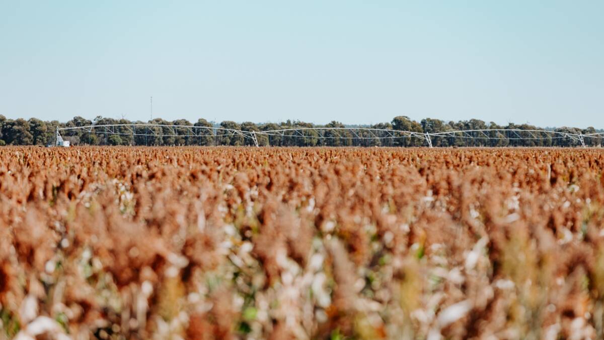 Oak Springs has about 402 hectares of level cultivation country of which 142ha can be irrigated. Picture supplied