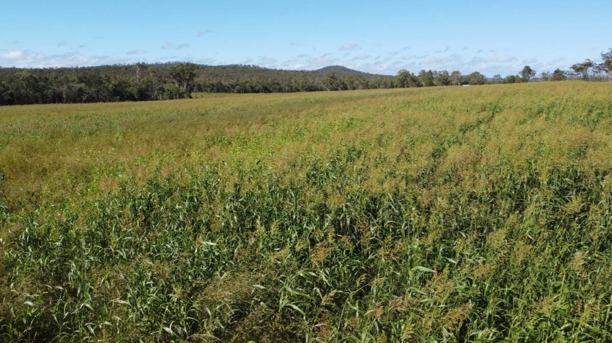 About 16 hectare irrigated fodder crop is located near the homestead. Picture - supplied