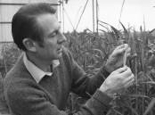 Waite Institute grain researcher David Sparrow, pictured around the early 1980s inspecting a barley plant as part of a project to breed CCN resistant cereal varieties. Photo courtesy of the University of Adelaide.