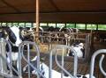 Dairy farms in north-western Europe face increasing regulation. File picture by Carlene Dowie