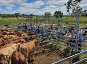 Euro cross weaner steers sell to 404c/$1091 at Monto